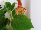 Kohleria Ingrid