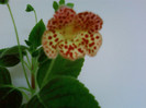 Kohleria Ingrid