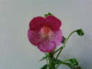 Kohleria Shunshine