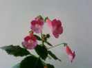 Kohleria Shunshine