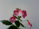 Kohleria Shunshine