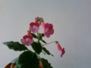 Kohleria Shunshine