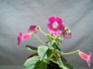 Kohleria Shunshine