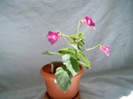 Kohleria Shunshine