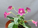 Kohleria Shunshine