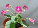Kohleria Shunshine