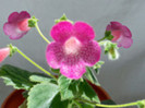 Kohleria Shunshine