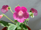 Kohleria Shunshine
