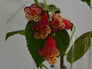 Kohleria Katinka (GS)