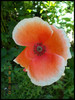 DSCN4643