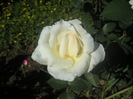061