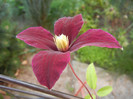 Clematis Niobe (2012, June 17)