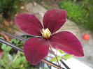 Clematis Niobe (2012, June 17)