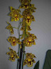 Odontocidium Golden Trident