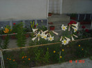 poze 938