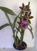 Zygopetalum