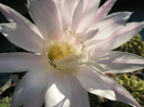 E. de la Sica - floare