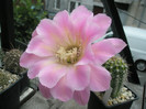 Brigitte Beauty - floare
