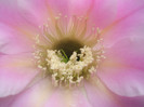 Brigitte Beauty - centrul florii