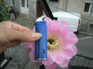 Brigitte Beauty - cu floare enorma