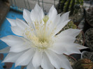 calochlora - detaliu floare