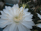 calochlora - floare