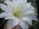 E. eyresii - floare 15.06