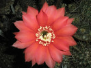 Infinity - floare noaptea