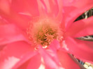Siren - centrul florii