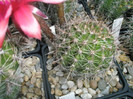 Echinopsis Spectre - 15.06