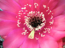 Spectre - detaliu floare