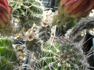 fructe 1