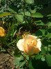 CIMG5878