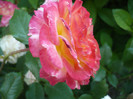 gartenspas