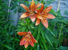 Orange art