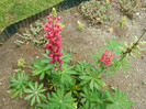 Lupin
