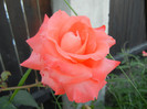 Rose Artistry (2012, June 16)