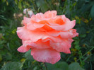 Rose Artistry (2012, June 16)