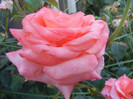 Rose Artistry (2012, June 16)