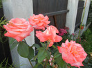 Rose Artistry (2012, June 16)