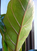 Fiddle-leaf Fig Bambino (2012, June 18)