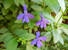 Forking Larkspur (2012, June 16)