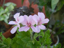 Lime Scented Geranium (2012, June 17)