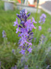 Lavender_Lavanda (2012, June 16)