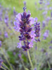 Lavender_Lavanda (2012, June 16)