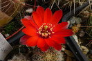 camarquersis (foto Gino) - floare