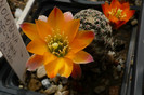 albopectinata (foto Gino) - floare
