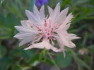 Centaurea cyanus Pink (2012, June 16)