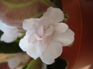 Double White Saintpaulia (2009, April 27)