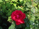 IMGP3238